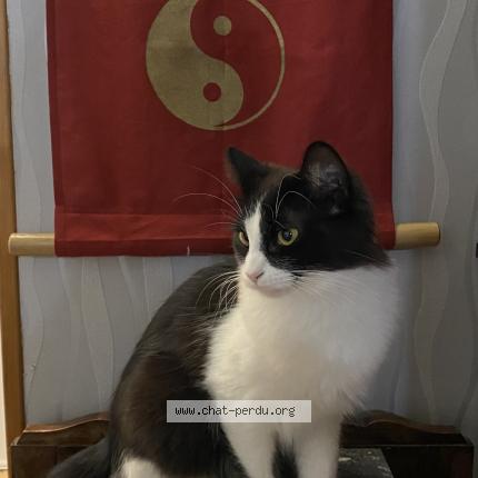Photo 1/1 Chat retrouvé Perdu à Toulouse