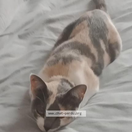 Photo 1/1 Chat retrouvé Perdu à Saint George Sur Erve