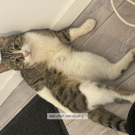 Photo 1/1 Chat retrouvé Perdu à Pamproux
