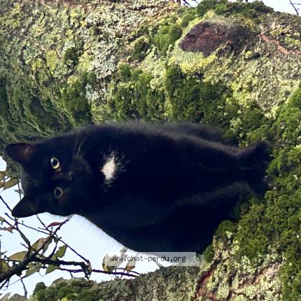 Photo 1/1 Pitchoune Chat perdu à Dangers