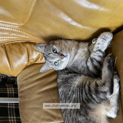 Photo de chat perdu à Montrouge