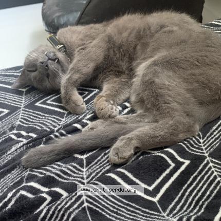 Photo de chat perdu à Marseille