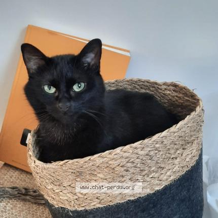Photo de chat perdu à Toulenne
