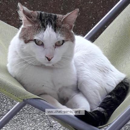 Photo 1/1 Chat retrouvé Perdu à Thiais