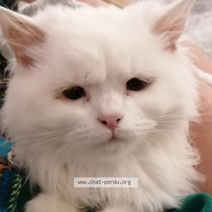Photo de chat perdu à Juvignac