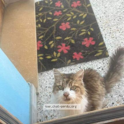 Photo 1/1 Chat retrouvé Trouvé à Brignais