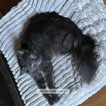 Photo de chat perdu à Marigny Le Chatel