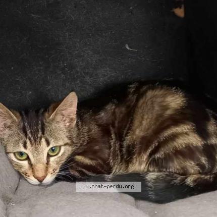 Photo de chat perdu à Les Auxons