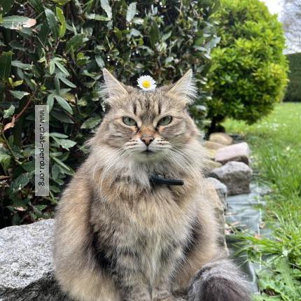 Photo 1/1 Mimie Chat perdu à Ecommoy