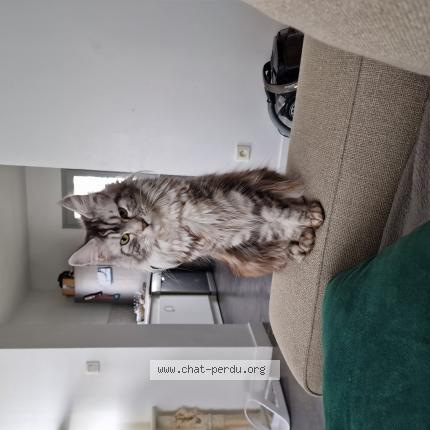 Photo de chat perdu à Ballancourt