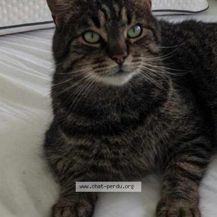 Photo de chat perdu à Marcq En Baroeul