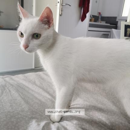 Photo de chat perdu à Gujan Mestras