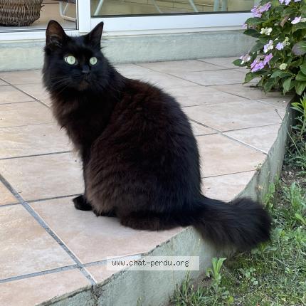 Photo de chat perdu à Challans