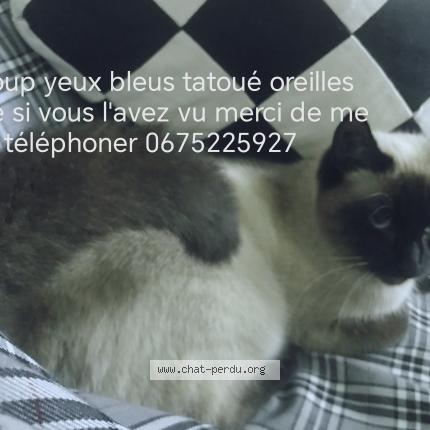 Photo de chat perdu à Dijon Il