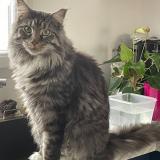 Photo de chat perdu à Bourg Saint Christophe