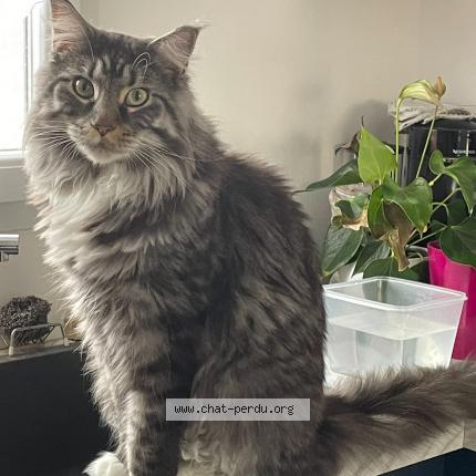 Photo 1/1 Chat retrouvé Perdu à Bourg saint christophe