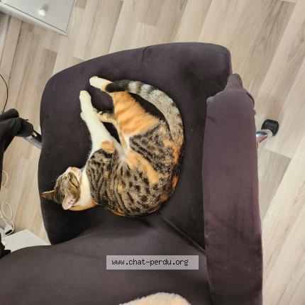 Photo de chat perdu à Marcilly Sur Eure