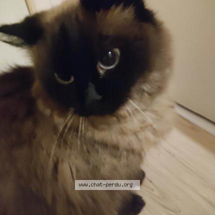 Photo 2/2 Chat retrouvé Perdu à Barjouville