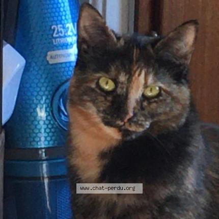 Photo de chat perdu à Nantes