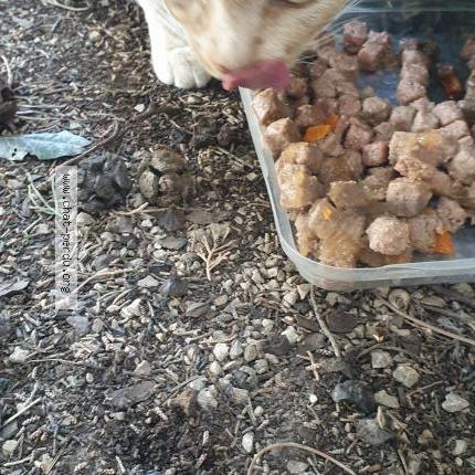 Photo 2/4 Chat retrouvé Trouvé à Orange