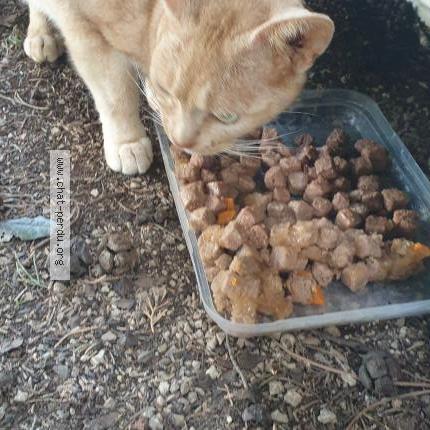 Photo 3/4 Chat retrouvé Trouvé à Orange