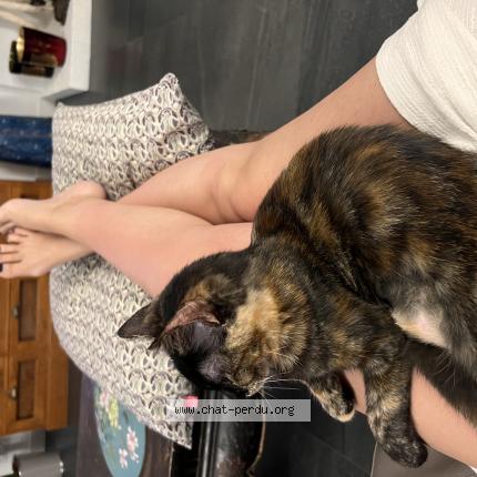 Photo de chat perdu à Bordeaux