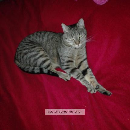 Photo 1/1 Pop corn Chat perdu à Cambrai