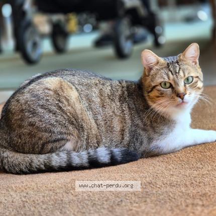 Photo de chat perdu à Paris