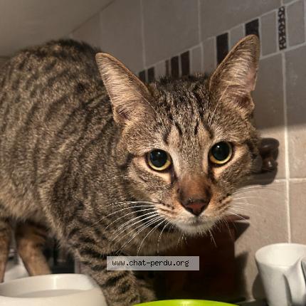 Photo de chat trouvé à Le Kremlin Bicetre