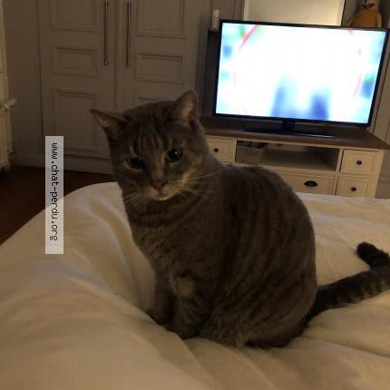 Photo 1/1 Chat retrouvé Perdu à Marcq En Baroeul