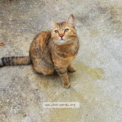 Photo 1/1 Chat retrouvé Trouvé à Albi