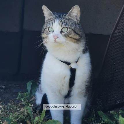 Photo 1/1 Chat retrouvé Perdu à Lafitte Vigordane