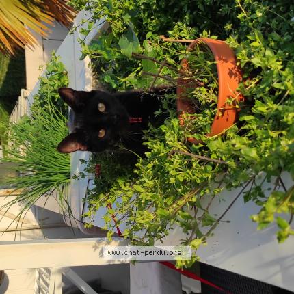 Photo 1/1 Chat retrouvé Perdu à Floirac
