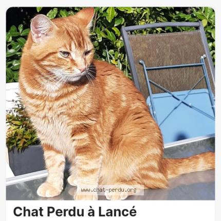Photo de chat perdu à Lance