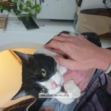 Photo 1/1 Chat retrouvé Trouvé à Carcassonne