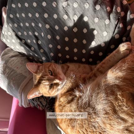 Photo de chat perdu à Toulouse