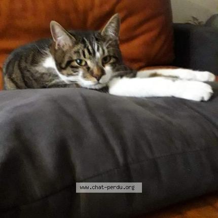 Photo 1/1 Chat retrouvé Perdu à Meudon