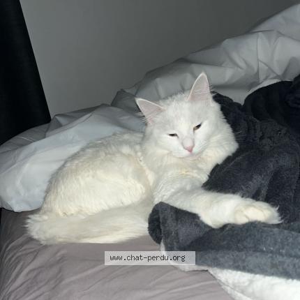 Photo de chat perdu à St Raphael