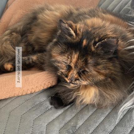 Photo 1/1 Ishah Chat perdu à Orleans