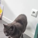 Photo de chat perdu à Saint Maur Des Fosses