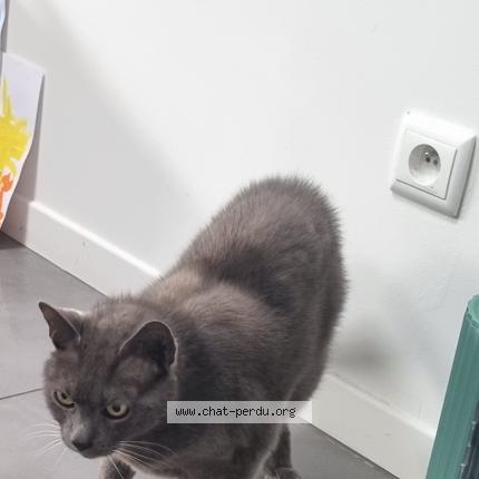 Photo 1/1 Chat retrouvé Perdu à Saint maur des fosses