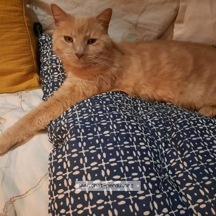 Photo de chat perdu à Saint Georges De Didonne