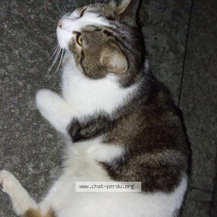 Photo de chat trouvé à Berric
