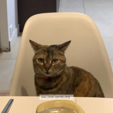 Photo 1/1 Chat retrouvé Perdu à Viry Chatillon