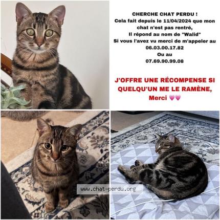 Photo 1/1 Chat retrouvé Perdu à Nanterre
