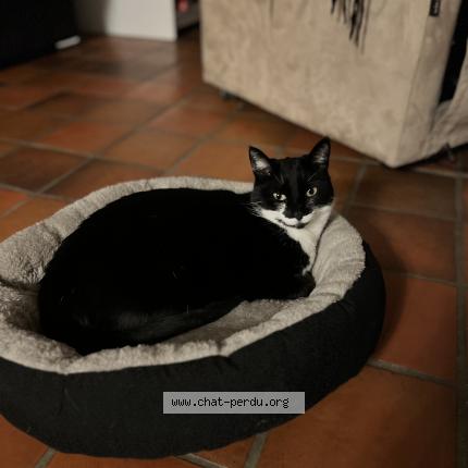 Photo 1/1 Chat retrouvé Perdu à Fontaine Les Dijon