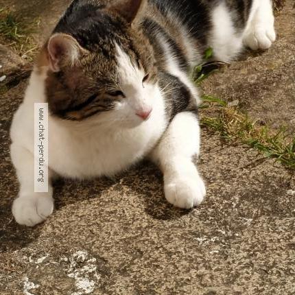 Photo de chat perdu à La Montagne