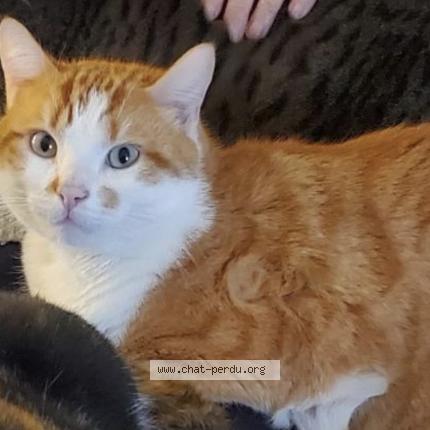 Photo de chat perdu à Douarnenez