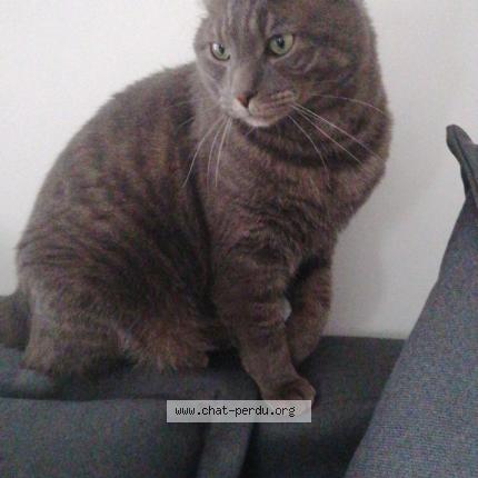Photo de chat perdu à Cournon