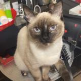 Photo de chat perdu à La Chapelle Saint Remy